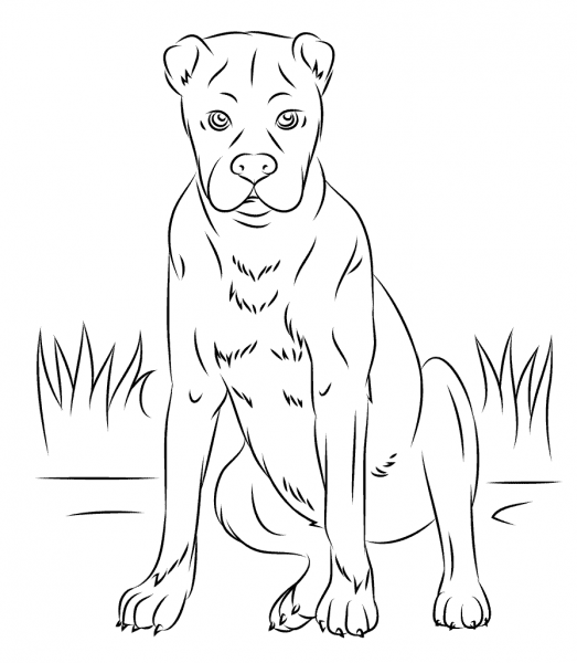 Boxer Dog coloring page image
