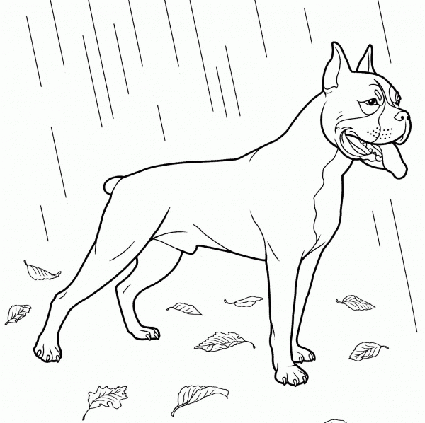 Boxer Dog coloring page image
