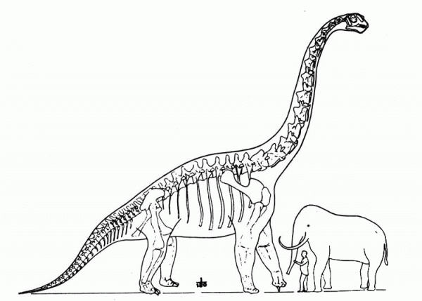 Brachiosaurus and Elephant coloring page image
