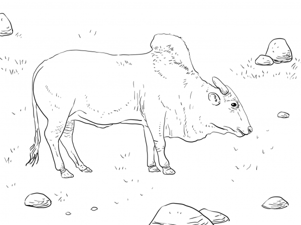 Brahma Bull coloring page image