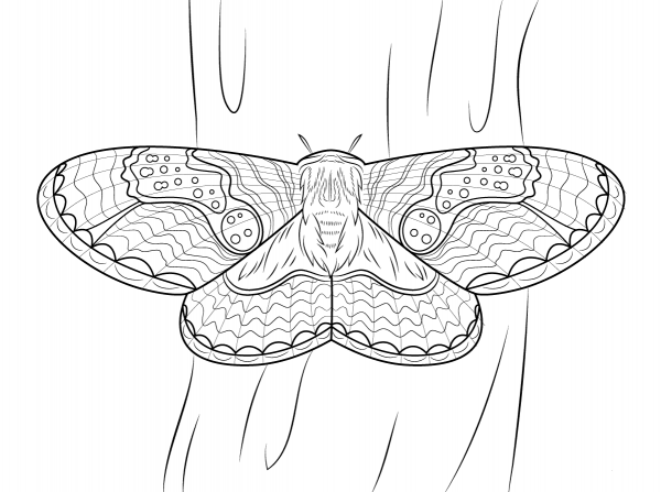Brahmeid Moth coloring page image