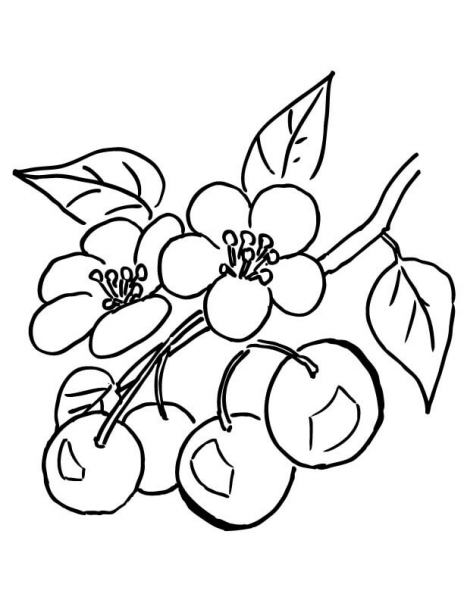 Branch of Cherry Tree  coloring page image