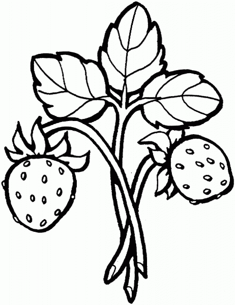 Branch of Strawberry  coloring page image