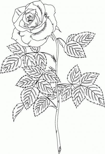 Brandy Hybrid Tea Rose coloring page image