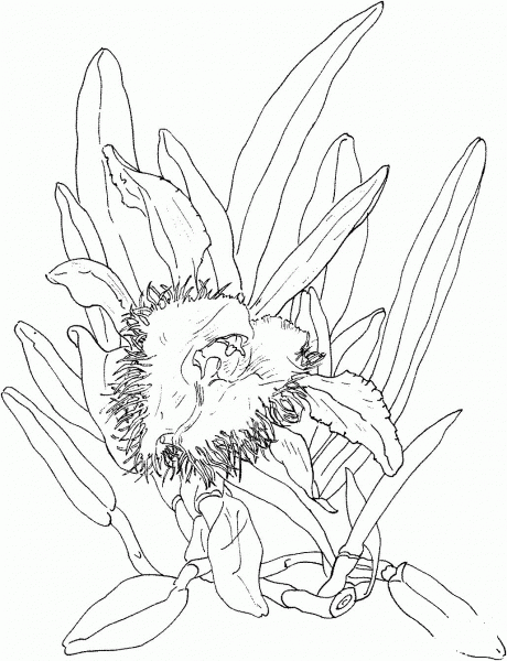 Brassavola Digbyana Orchid coloring page image