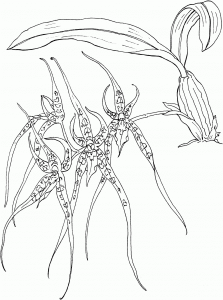 Brassia Spider Orchid coloring page image