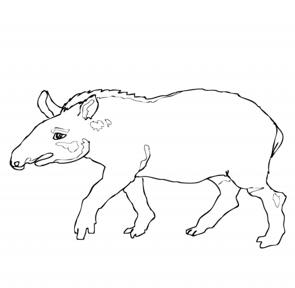 Brazilian Tapir coloring page image