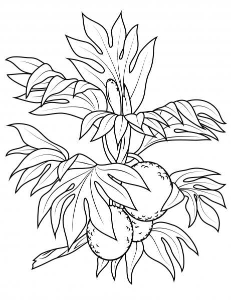 Breadfruit Branch coloring page image