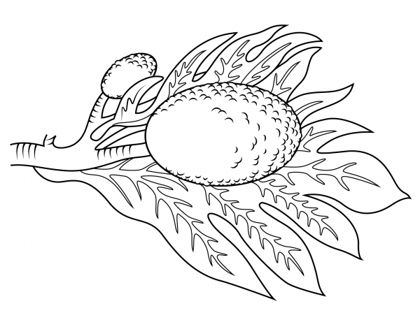 Breadfruit Branch coloring page image