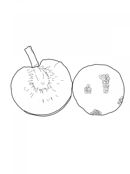 Breadfruit coloring page image