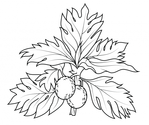 Breadfruit coloring page image
