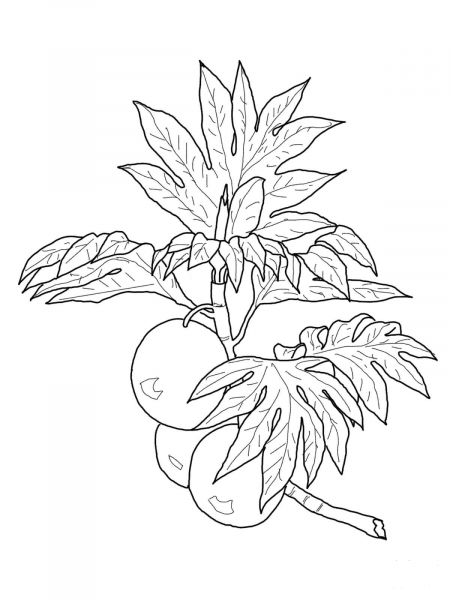 Breadfruit on Branch coloring page image