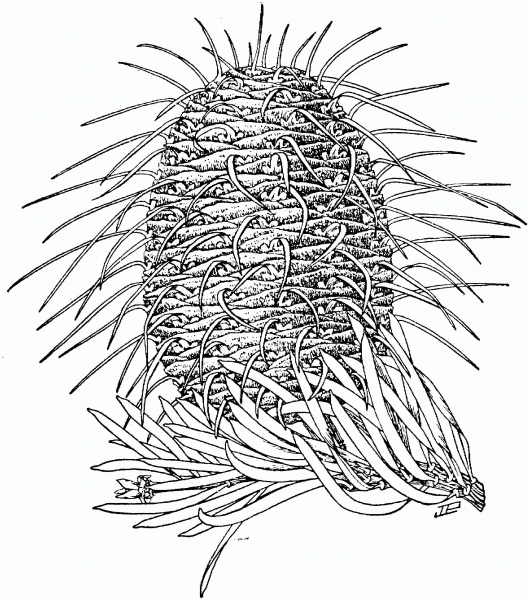 Bristlecone Fir or Santa Lucia Fir coloring page image