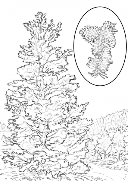 Bristlecone Pine coloring page image