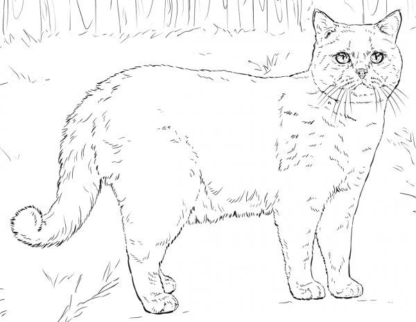 British Shorthair Cat coloring page image