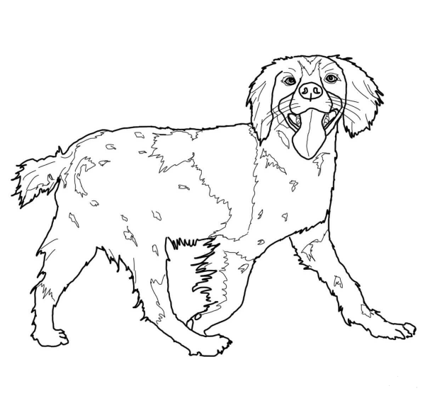 Brittany Spaniel coloring page image