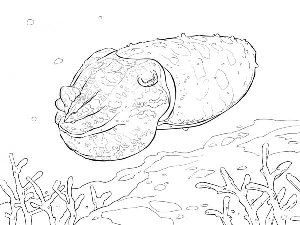 Broadclub Cuttlefish coloring page image