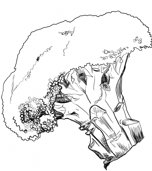 Broccoli coloring page image