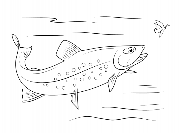 Brook Trout coloring page image