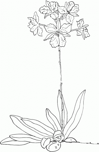 Broughtonia Sanguinea coloring page image