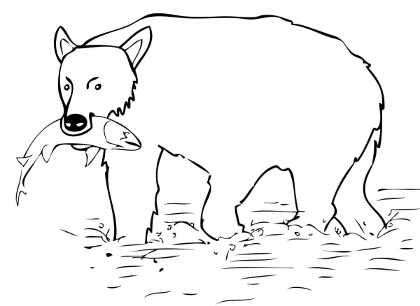 Brown Bear Catch the Salmon coloring page image