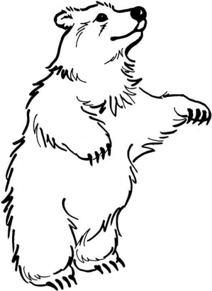 Brown Bear coloring page image