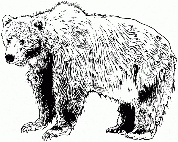 Brown Bear coloring page image