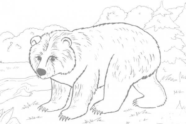 Brown Bear coloring page image
