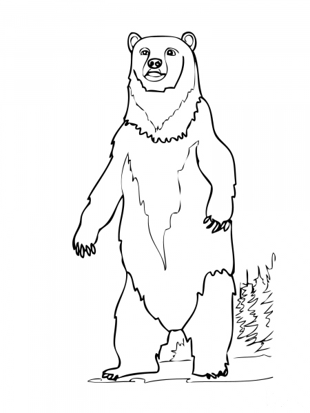 Brown Bear Standing up coloring page image