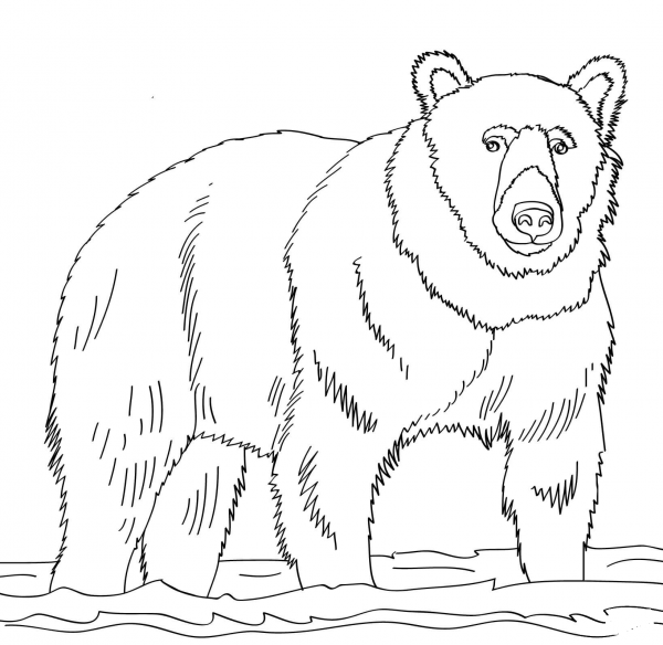 Brown Bear Stands in Shallow Water coloring page image