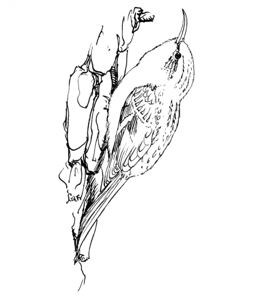 Brown Creeper Bird coloring page image