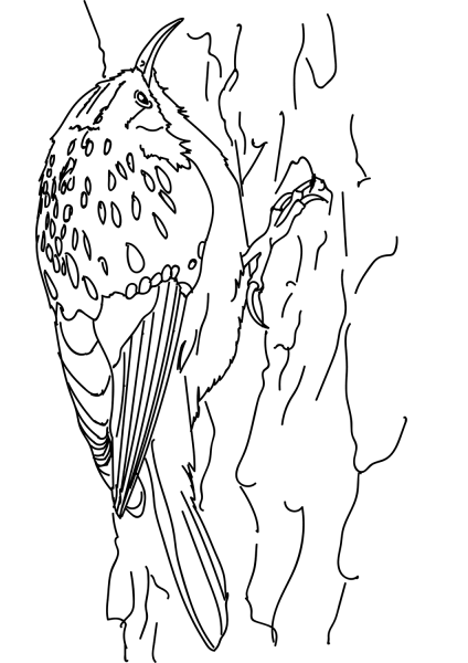 Brown Creeper coloring page image