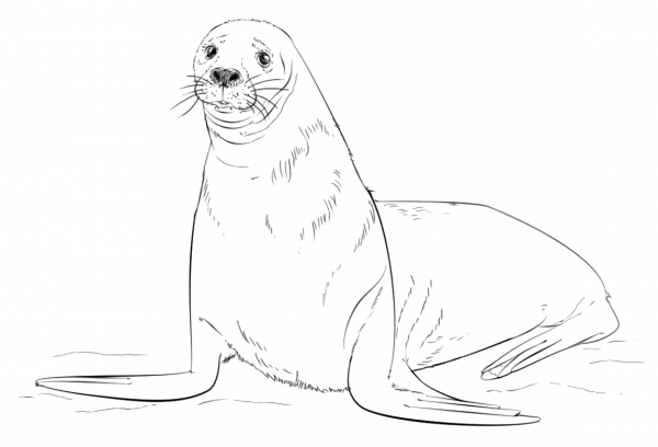 Brown Fur Seal coloring page image