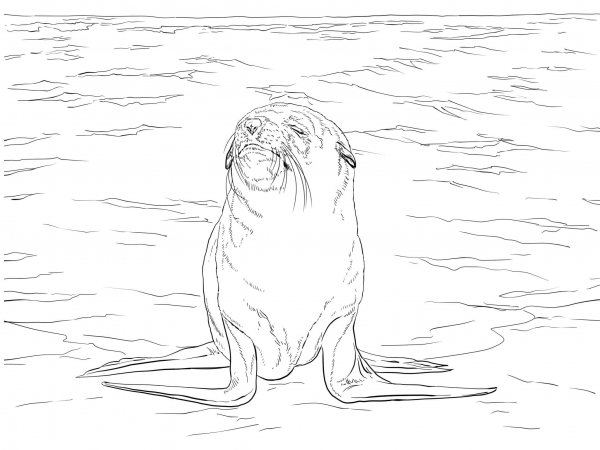 Brown Fur Seal coloring page image