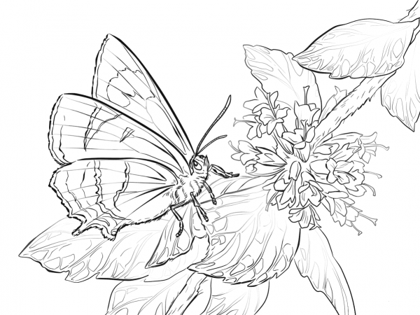 Brown Hairstreak Butterfly coloring page image