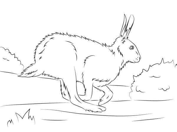 Brown Hare Runs coloring page image