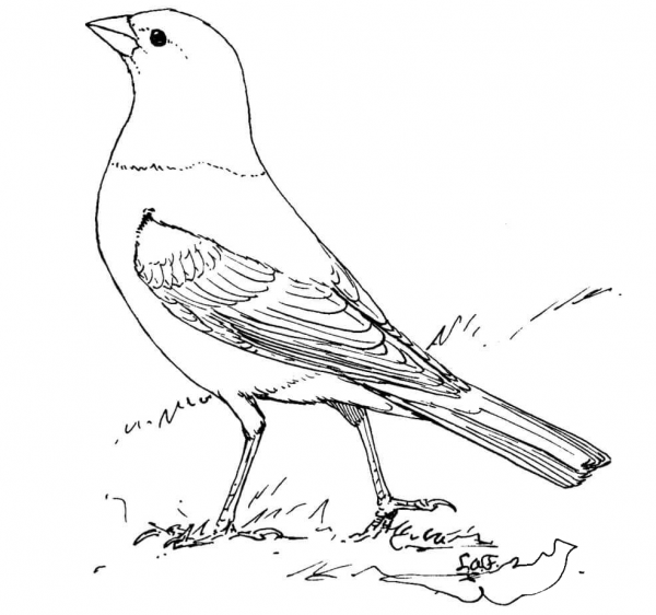 Brown Headed Cowbird coloring page image