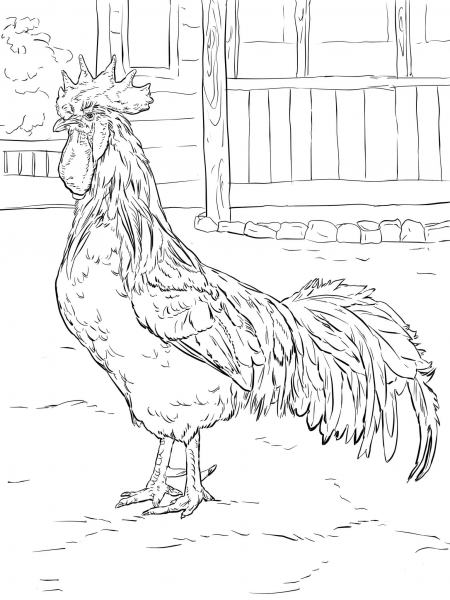 Brown Leghorn Rooster coloring page image