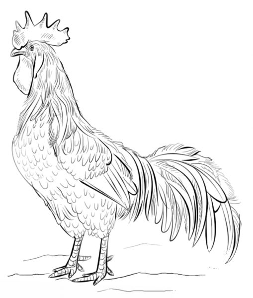 Brown Leghorn Rooster coloring page image