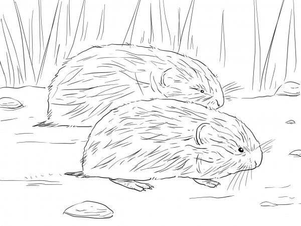 Brown Lemming coloring page image