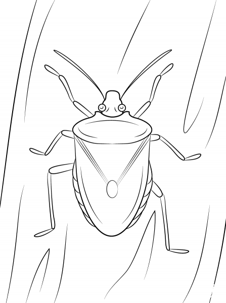 Brown Marmorated Stink Bug coloring page image