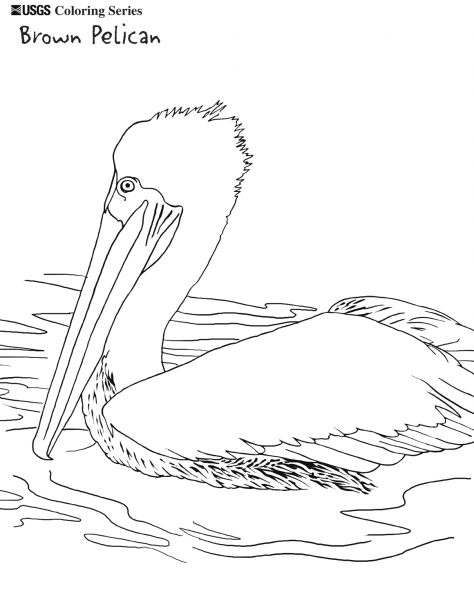 Brown Pelican coloring page image