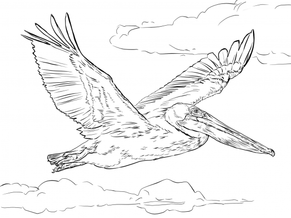 Brown Pelican in Flight coloring page image