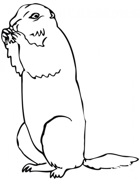 Brown Prairie Dog  coloring page image
