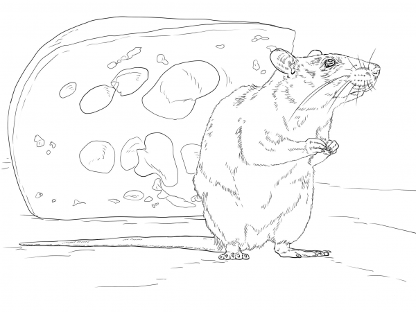Brown Rat and Piece of Cheese coloring page image