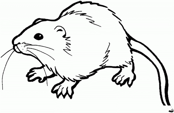 Brown Rat coloring page image