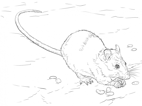 Brown Rat coloring page image