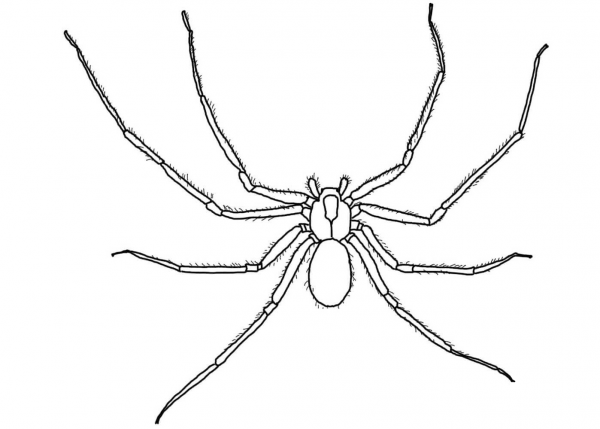 Brown Recluse Spider coloring page image