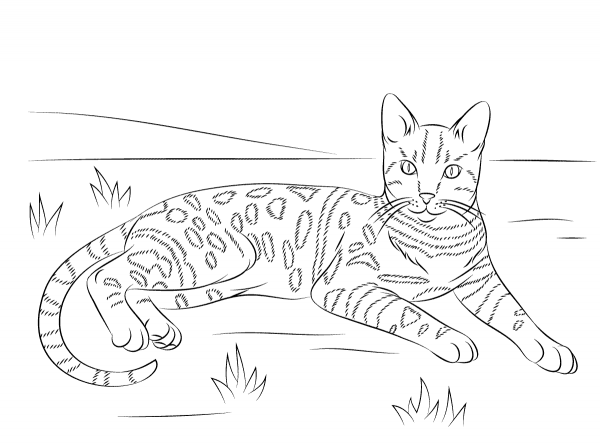 Brown Spotted Tabby Bengal Cat coloring page image