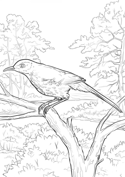 Brown Thrasher coloring page image